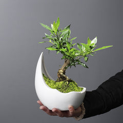 Luna Curve Ceramic Planter
